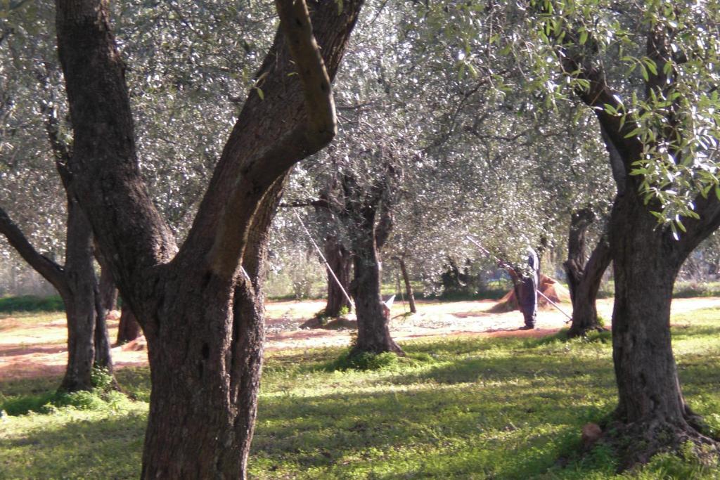 Villa Pedrosu Fertilia Exteriér fotografie